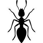 ant ant image
