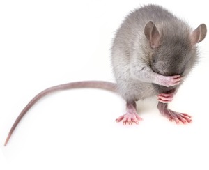 shy mouse hiding face